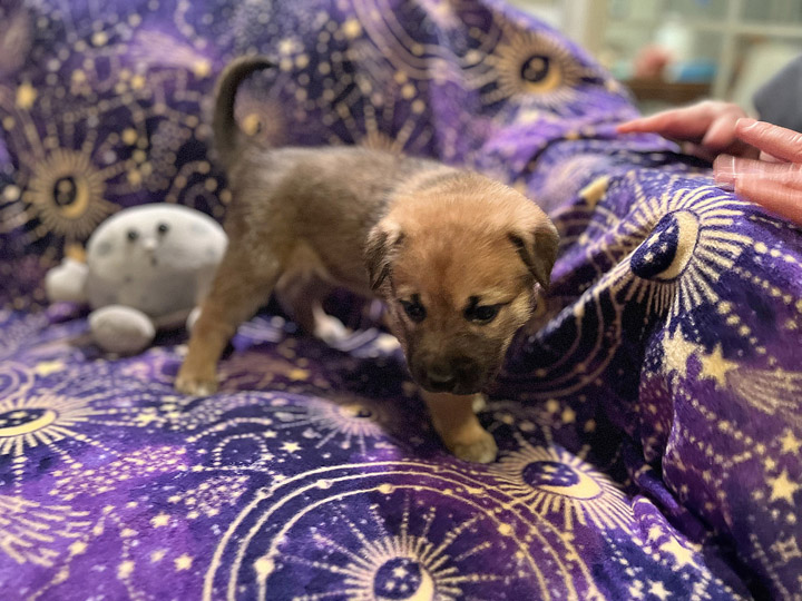 chinook puppy